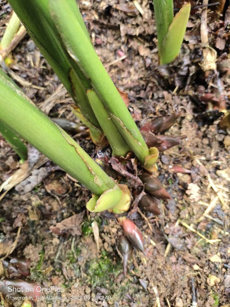阳菏