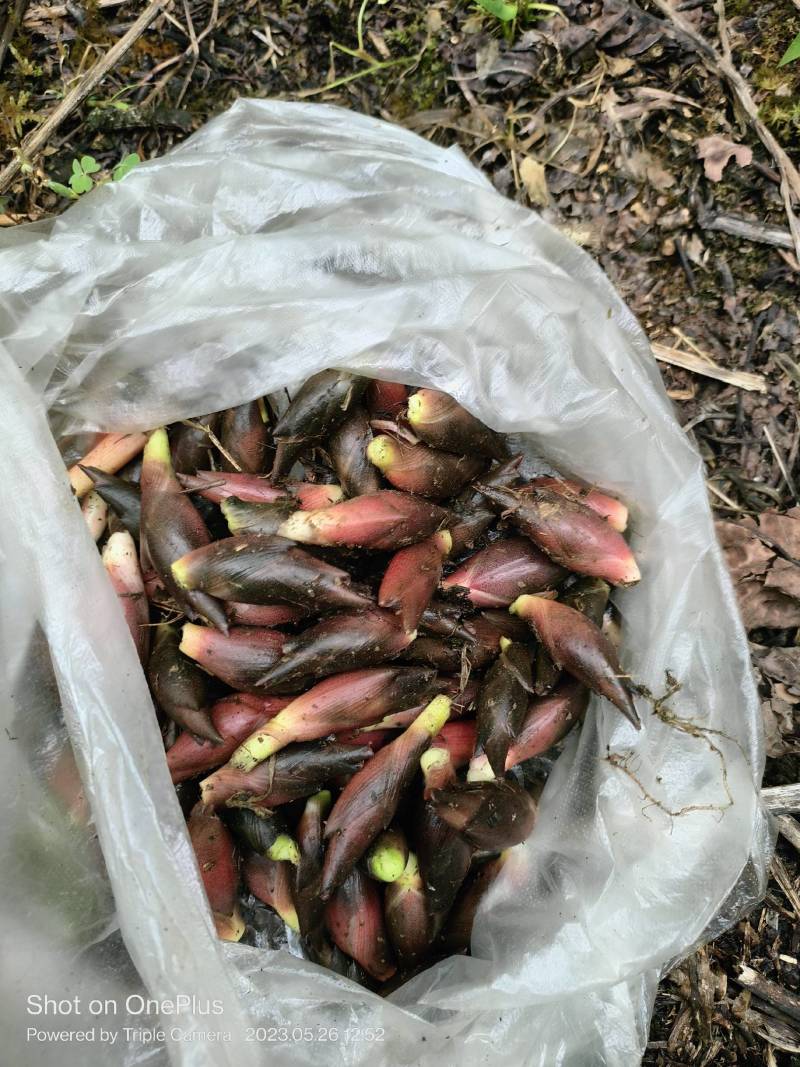 阳菏