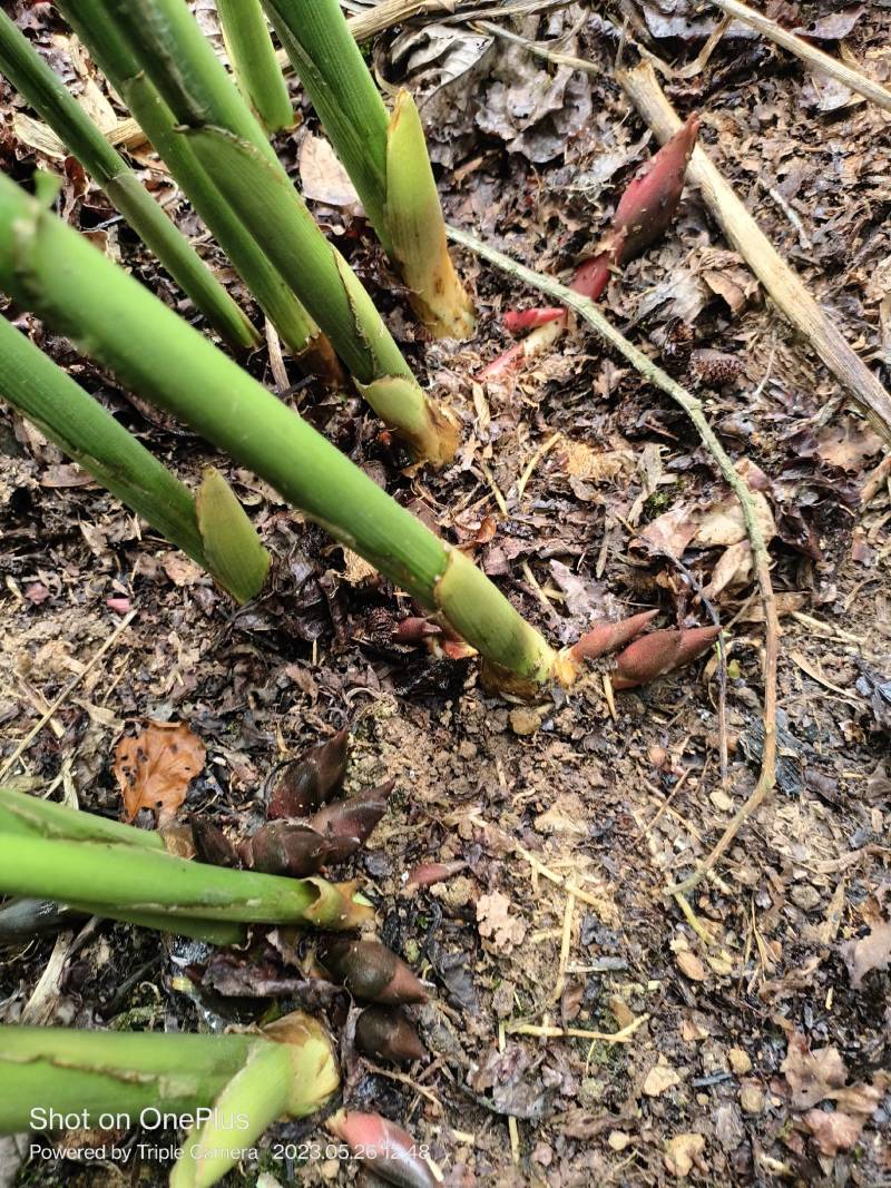 阳菏