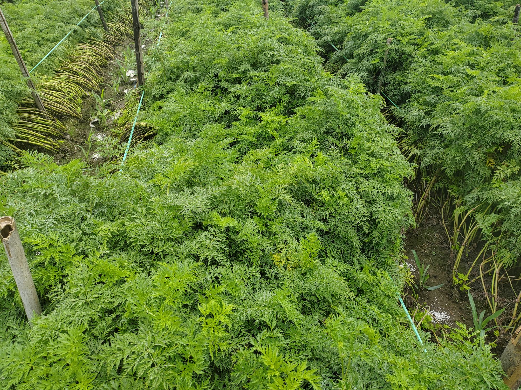 蒜薹与地蒜薹对比图