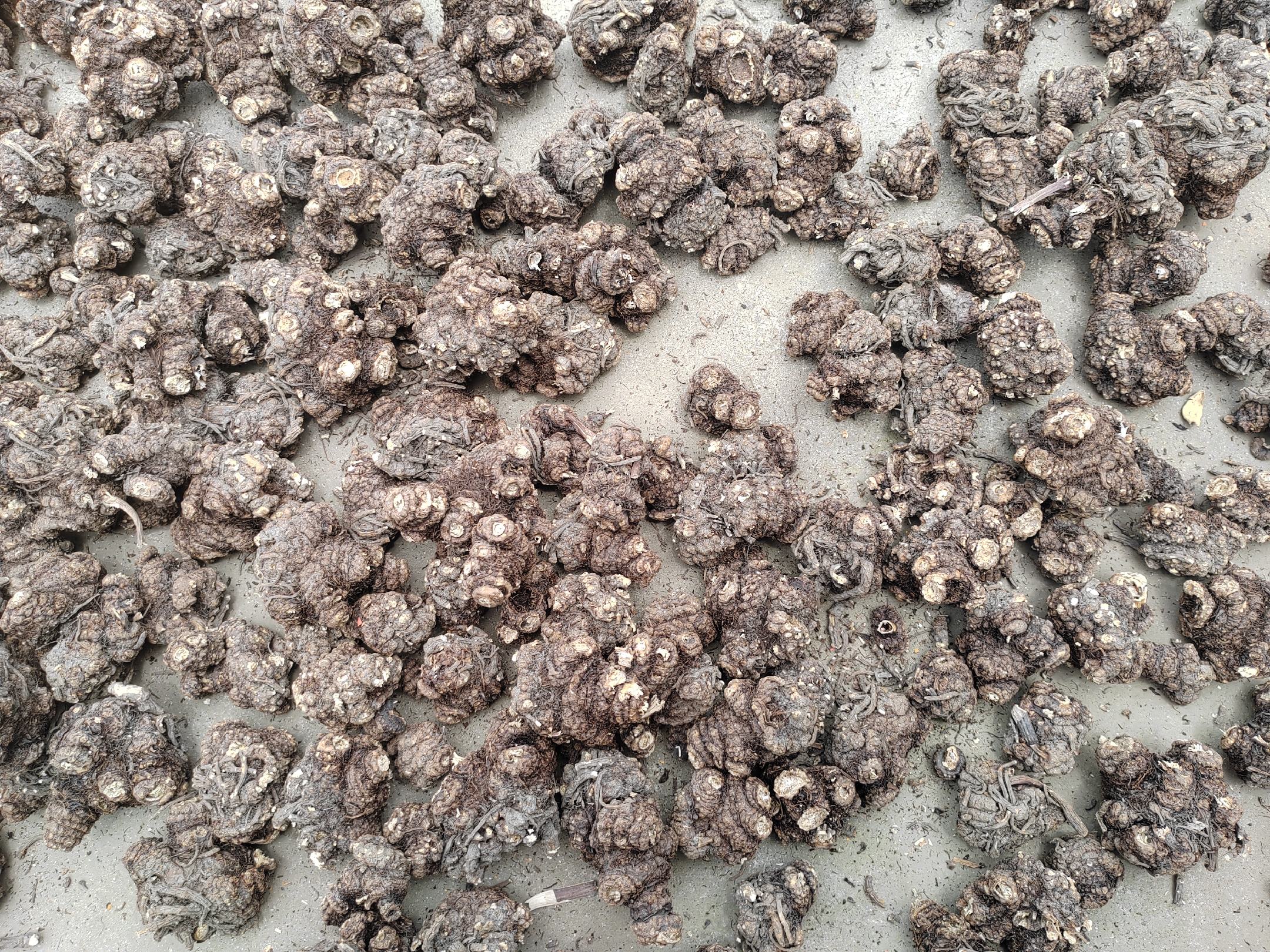 蒜薹在清洗与烹饪过程中需要注意食品安全问题 蒜薹中毒:警惕这种常见蔬菜的潜在风险与科学应对