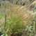 金丝草猫毛草云南毛毛草山区毛猫草农村土货金丝草