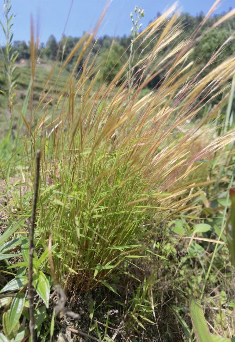 金丝草猫毛草云南毛毛草山区毛猫草农村土货金丝草