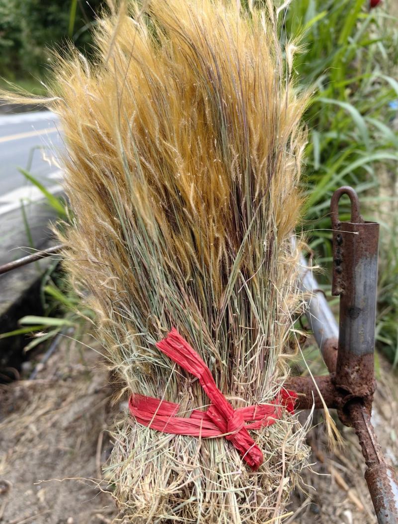 金丝草猫毛草云南毛毛草山区毛猫草农村土货金丝草
