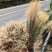 金丝草猫毛草云南毛毛草山区毛猫草农村土货金丝草