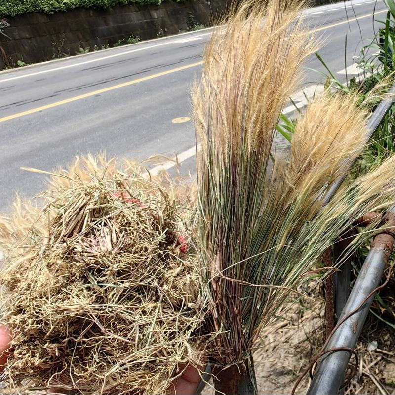 金丝草猫毛草云南毛毛草山区毛猫草农村土货金丝草
