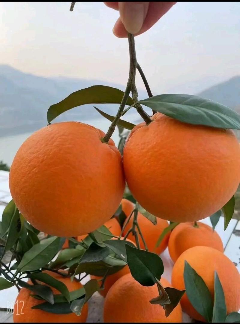 精品橙子海拔低口感甜.支持视频看货现採现发一手货源。。。