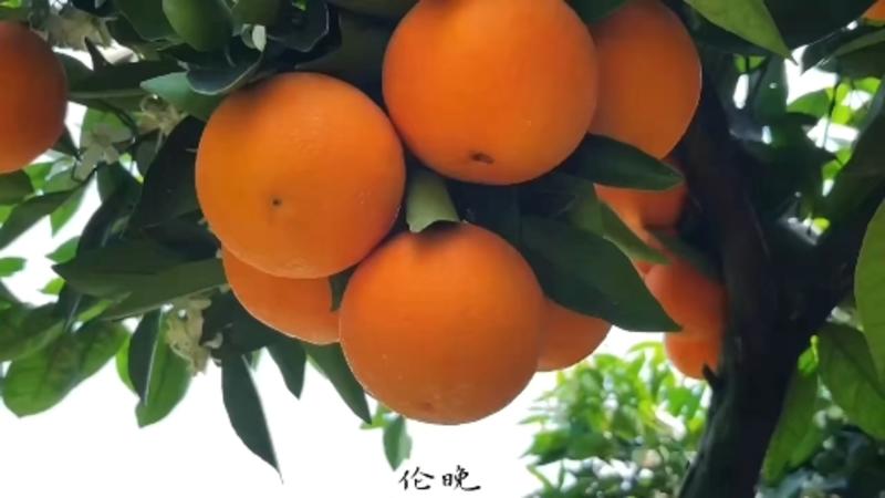 血橙/中华红橙地头批发/挂树鲜果一手货源品质保证