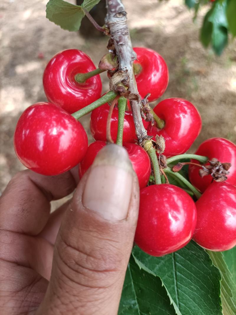 樱桃大量上市有需要的老板可以联系我