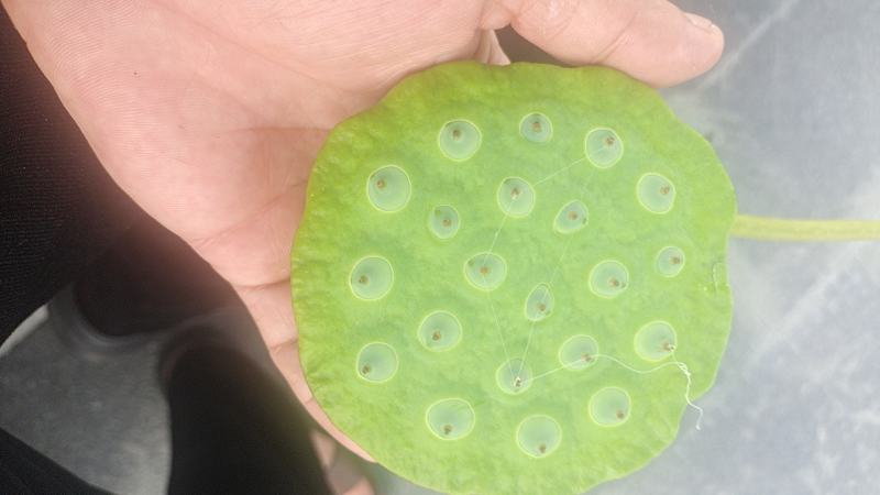 海南莲蓬全國批发水果蓮蓬产地直发廣州江南市場小賴