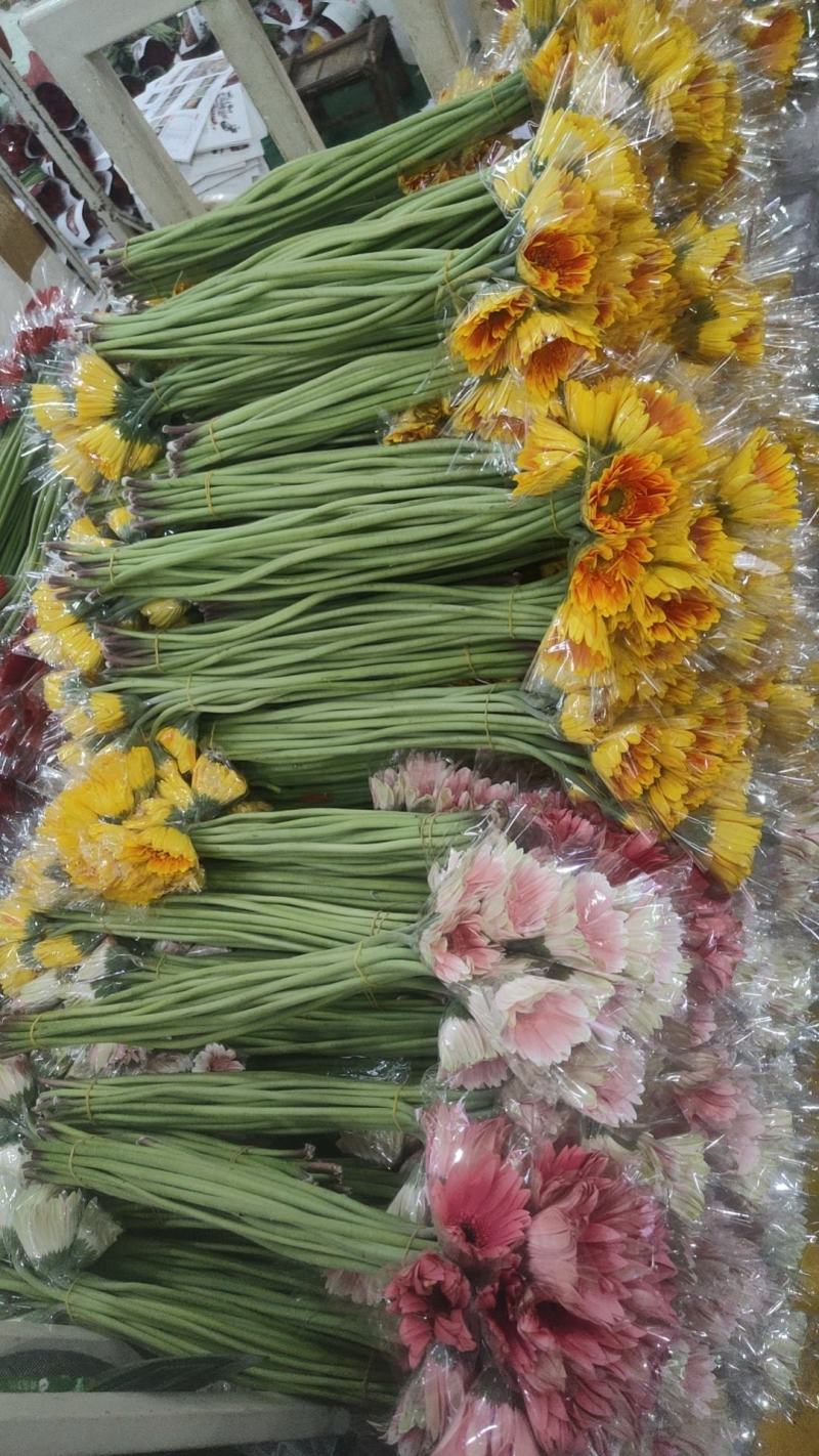 云南昆明花卉基地直供扶郎花非洲菊开业花篮用花节日庆典鲜花