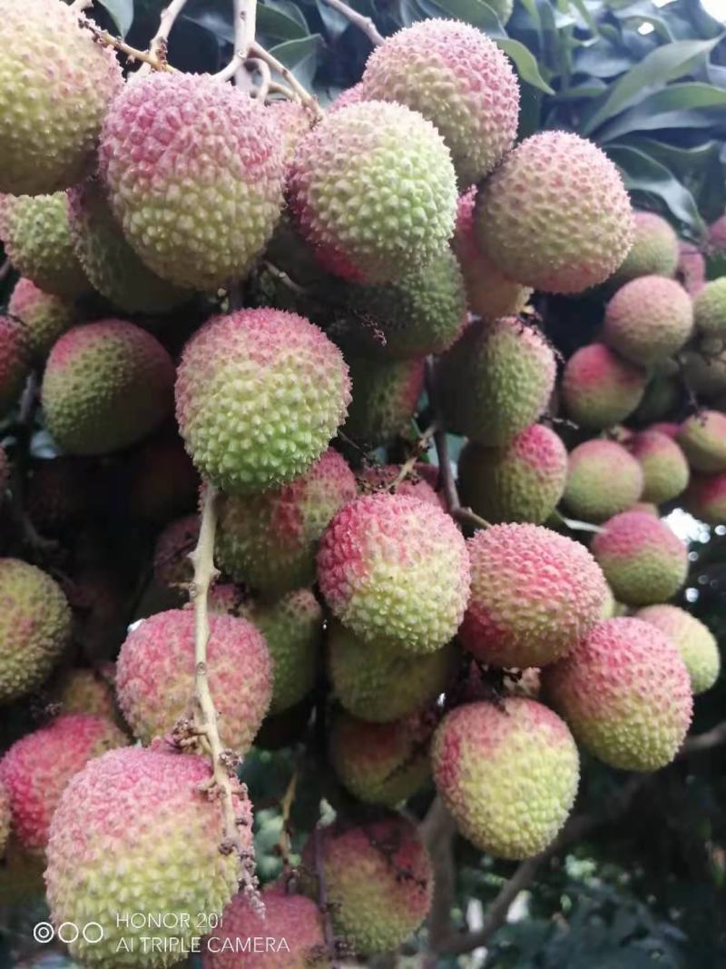 妃子笑荔枝