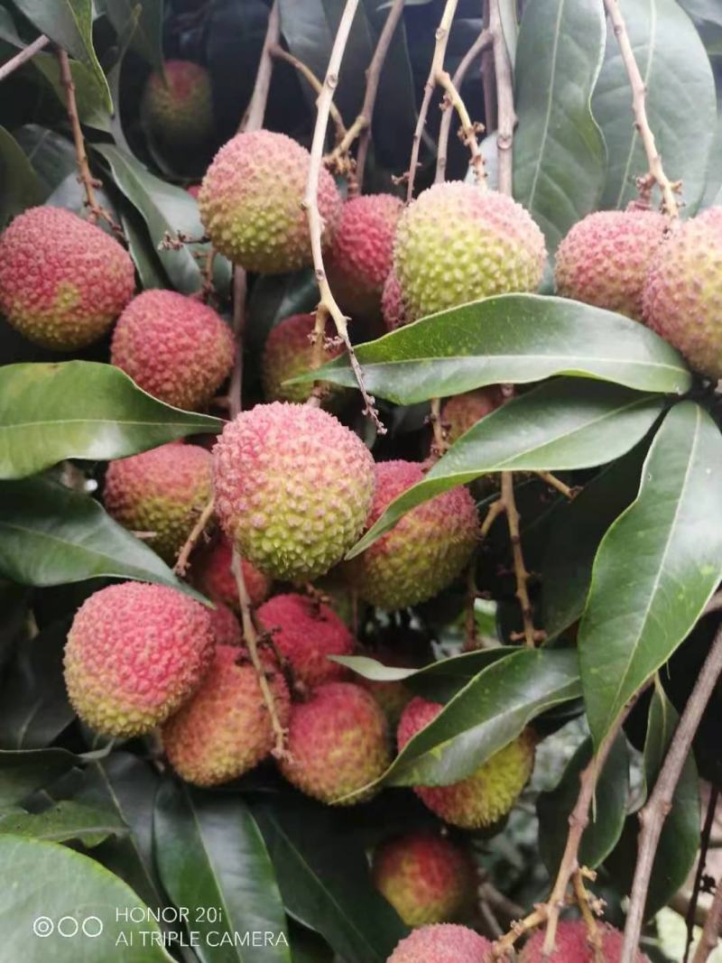 妃子笑荔枝