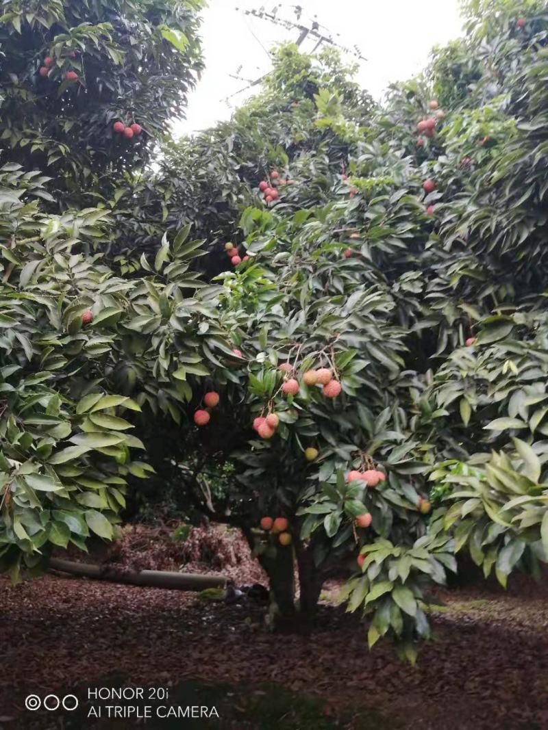 妃子笑荔枝