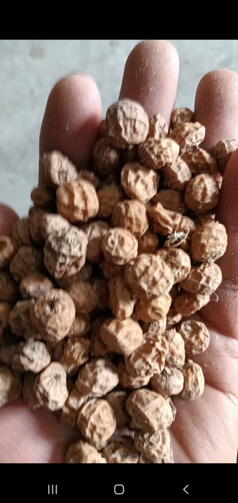 晃玉