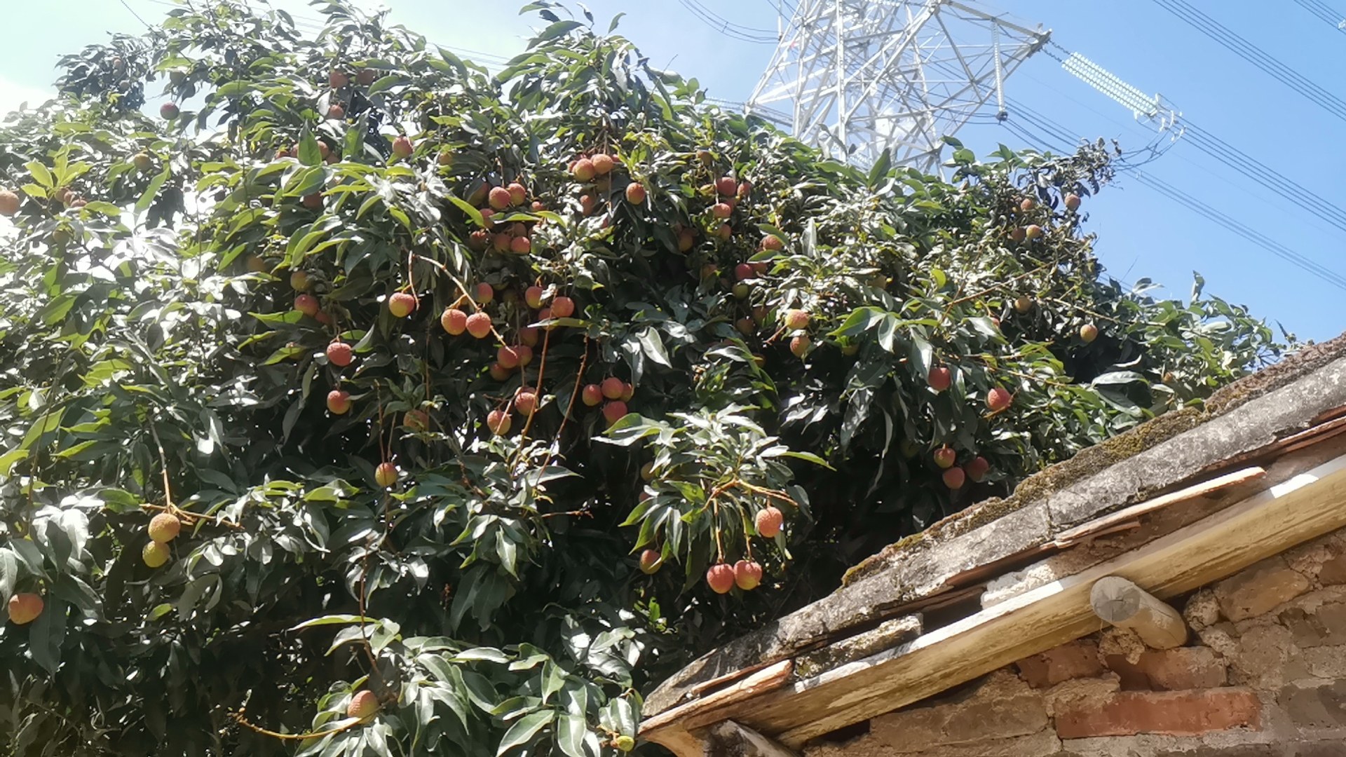 百年桂味荔枝母树全景
