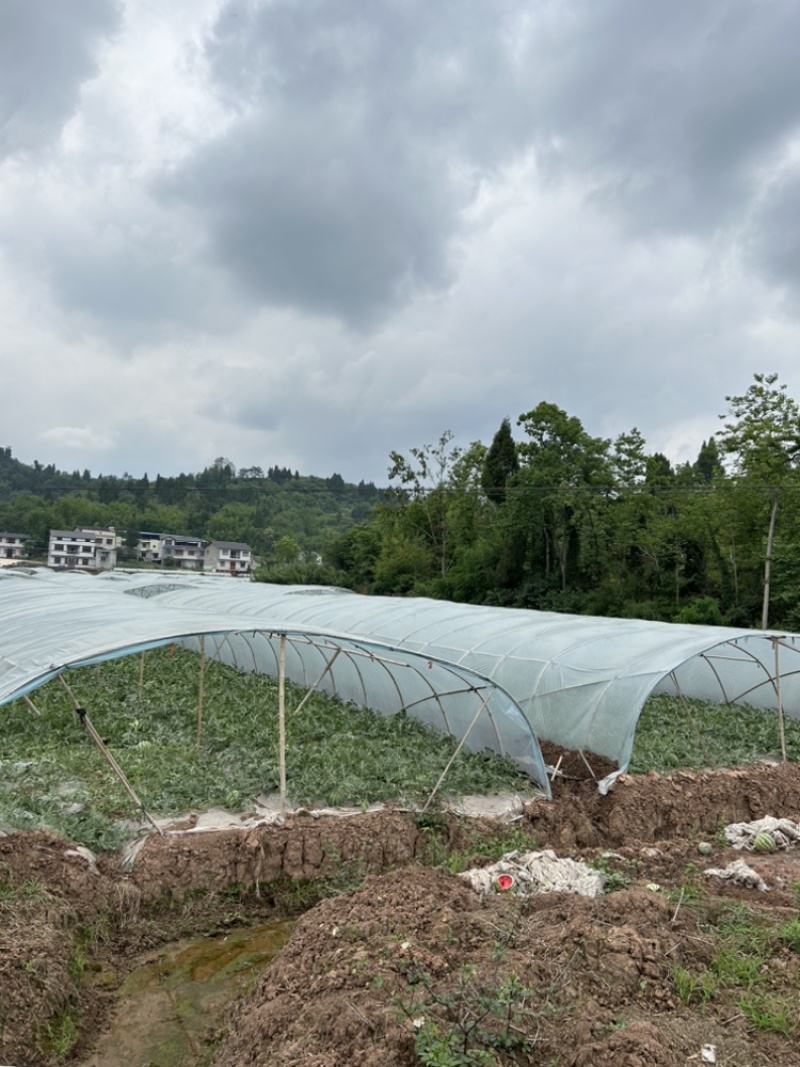 重庆解氏富硒精品刻字美都西瓜新地直生苗大棚头茬瓜质量三包