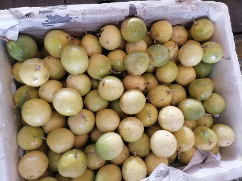钦蜜9号黄金百香果，产地批发，代发全国，货源直供