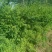 爬藤高手蔷薇花