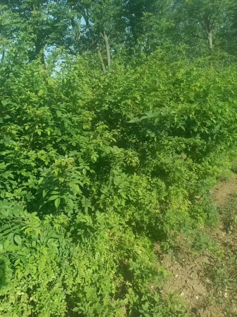 爬藤高手蔷薇花