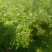 爬藤高手蔷薇花
