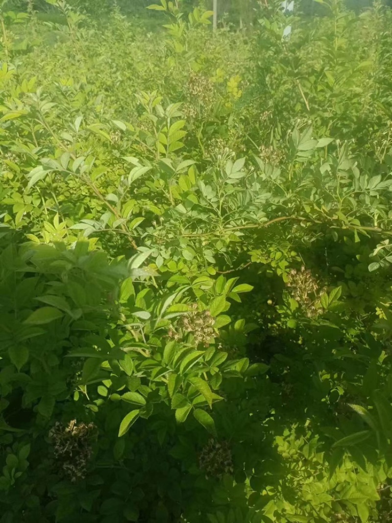 爬藤高手蔷薇花