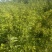 爬藤高手蔷薇花