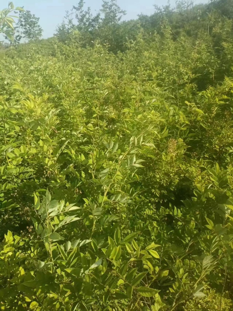 爬藤高手蔷薇花