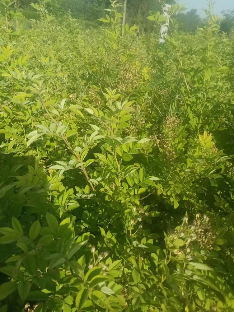 爬藤高手蔷薇花