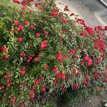 爬藤高手蔷薇花