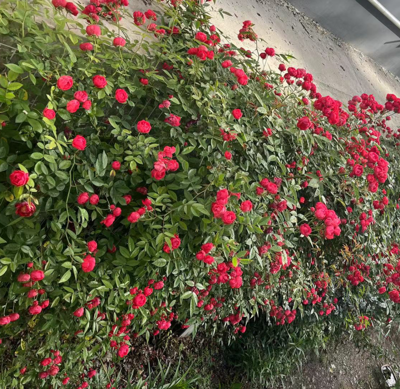 爬藤高手蔷薇花