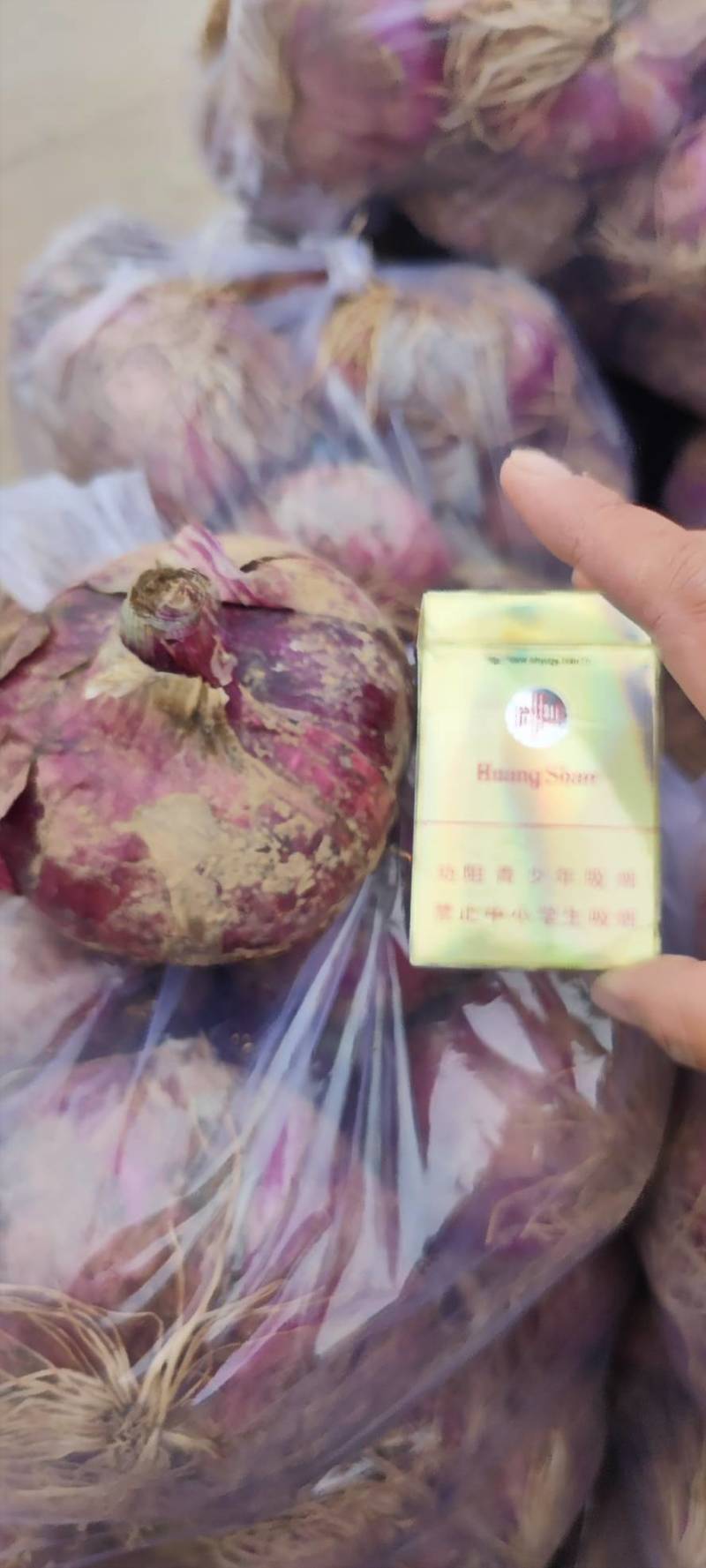 洋葱