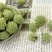 批发现货绿萝花西藏野生绿萝新货无硫黄雪里花诚信