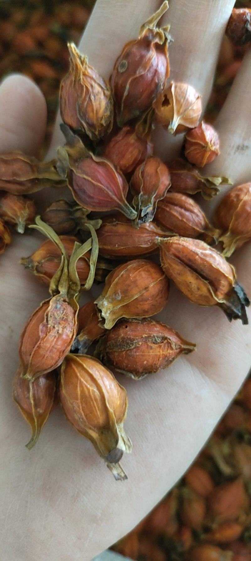 《火爆》栀子（祥泰药材栈）量大从优中药材批发零售