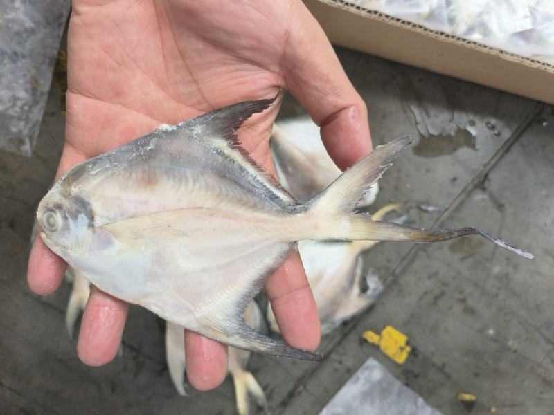 白鲳鱼深海鲳鱼白鲳鲳鱼海水鲳鱼深海鲳鱼白鲳鱼60/100