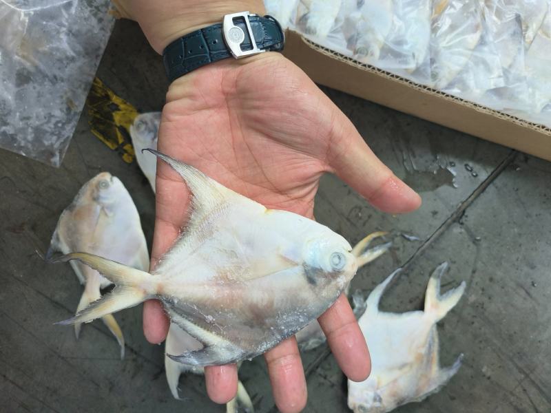 白鲳鱼深海鲳鱼白鲳鲳鱼海水鲳鱼深海鲳鱼白鲳鱼60/100