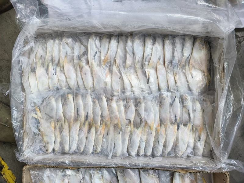 白鲳鱼深海鲳鱼白鲳鲳鱼海水鲳鱼深海鲳鱼白鲳鱼60/100