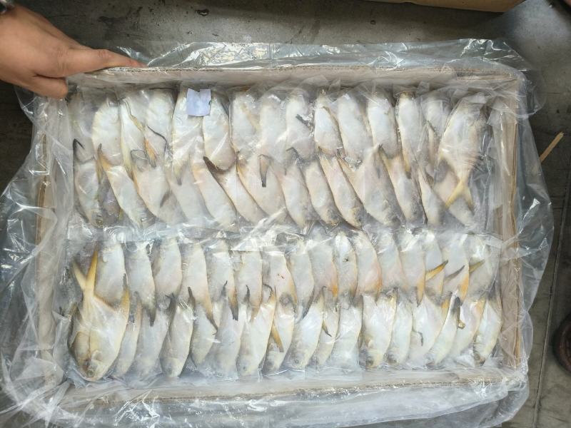 白鲳鱼深海鲳鱼白鲳鲳鱼海水鲳鱼深海鲳鱼白鲳鱼60/100