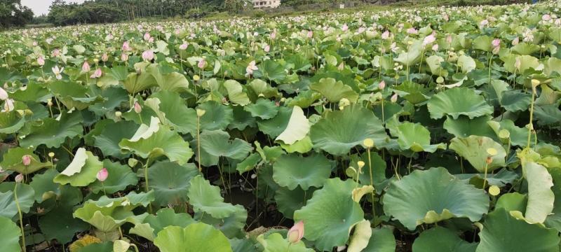 杭州市场大量供应新鲜水果莲蓬嫩莲蓬，青莲蓬