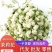 中药材批发现货茉莉花茶新鲜头茬无硫磺无杂质