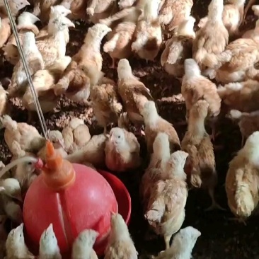 脱温鸡现货出售土鸡各类脱温鸡蛋鸡土鸡青脚黄脚土鸡咨询谈价