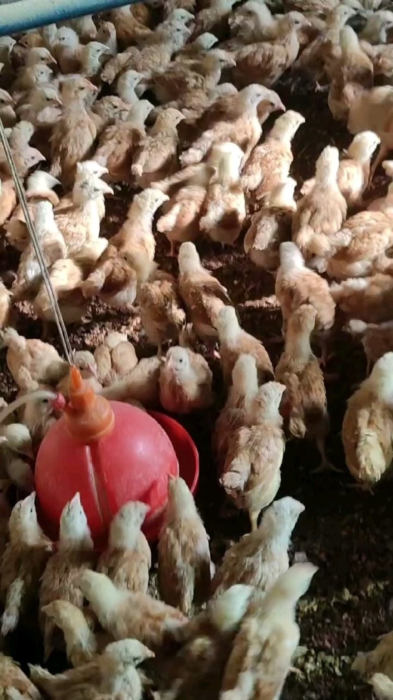 脱温鸡现货出售土鸡各类脱温鸡蛋鸡土鸡青脚黄脚土鸡咨询谈价