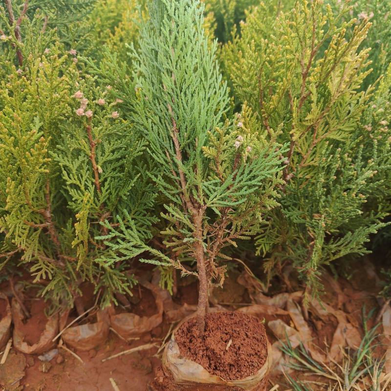 柏木苗洒金柏小袋苗中袋苗基地直供薄利多销