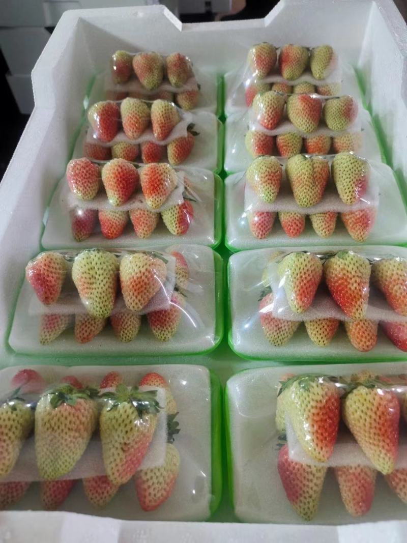 云南精品草莓四季供货精品包装量大从优欢迎下单