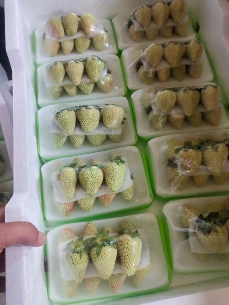 云南精品草莓四季供货精品包装量大从优欢迎下单