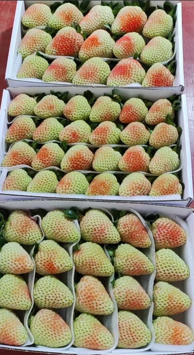 云南精品草莓四季供货精品包装量大从优欢迎下单