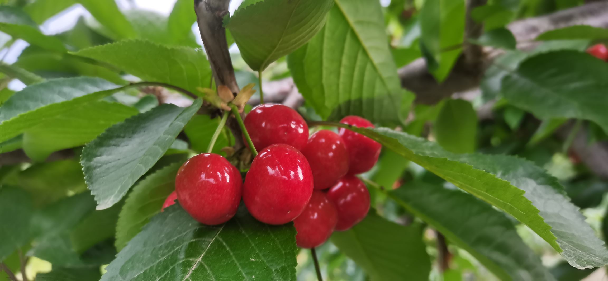 不同品种樱桃对比展示图