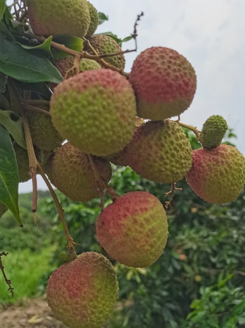 高品质妃子笑荔枝