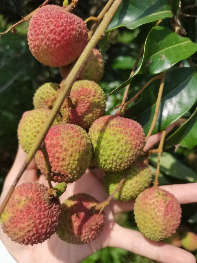 高品质妃子笑荔枝