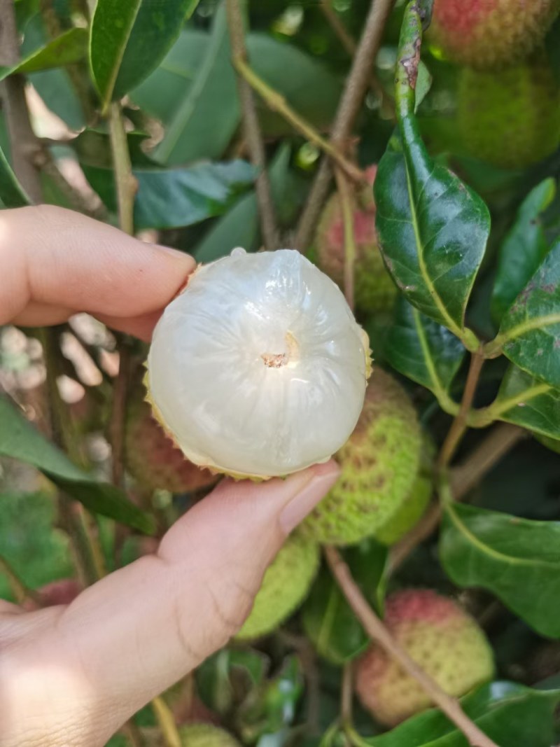 高品质妃子笑荔枝